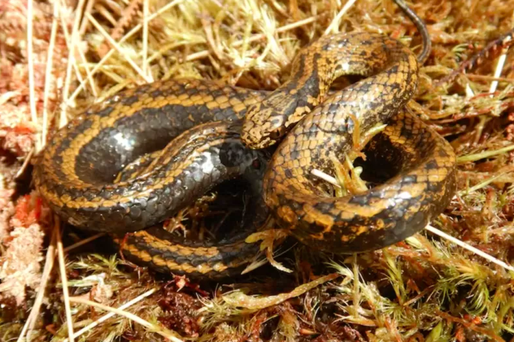 spesies ular baru Tachymenoides harrisonfordi