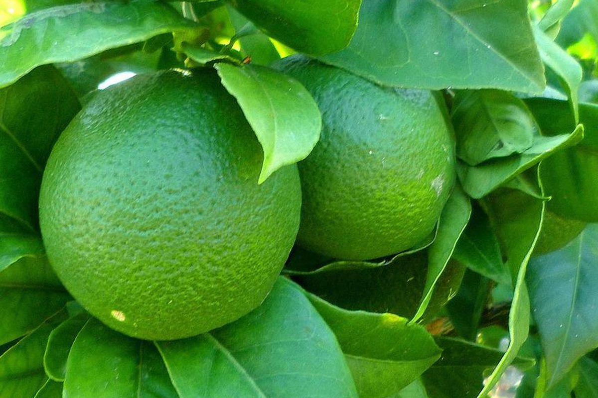 Ilustrasi jeruk nipis, pohon jeruk nipis. 