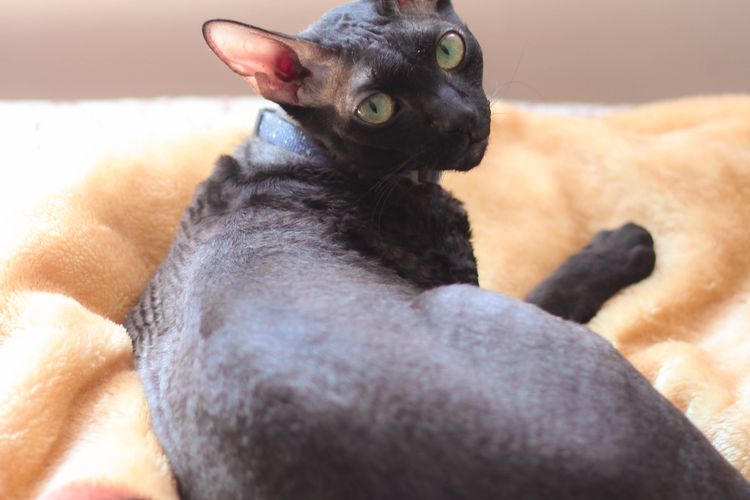 Cornish Rex