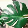 Segala Hal tentang Monstera Deliciosa yang Perlu Kamu Tahu