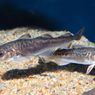 Bagaimana Ikan di Kutub Selatan Tak Mati Membeku?