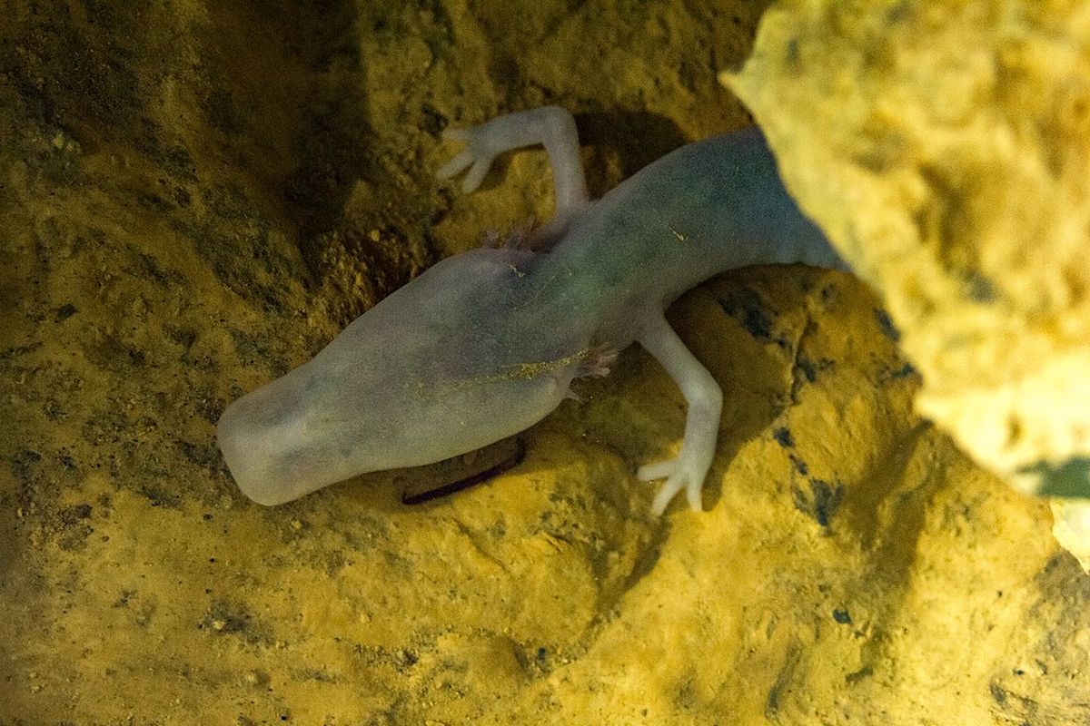 Olm (Proteus anguinus) adalah amfibi sejenis salamander yang hidup di gua dan menjadi hewan paling malas di dunia. Ada yang tak bergerak 7 tahun.