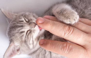 ilustrasi kucing bisa memprediksi penyakit.