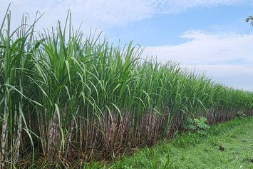LPDB-KUMKM dan BUMN Pangan Buka Akses bagi Pasar Petani Tebu