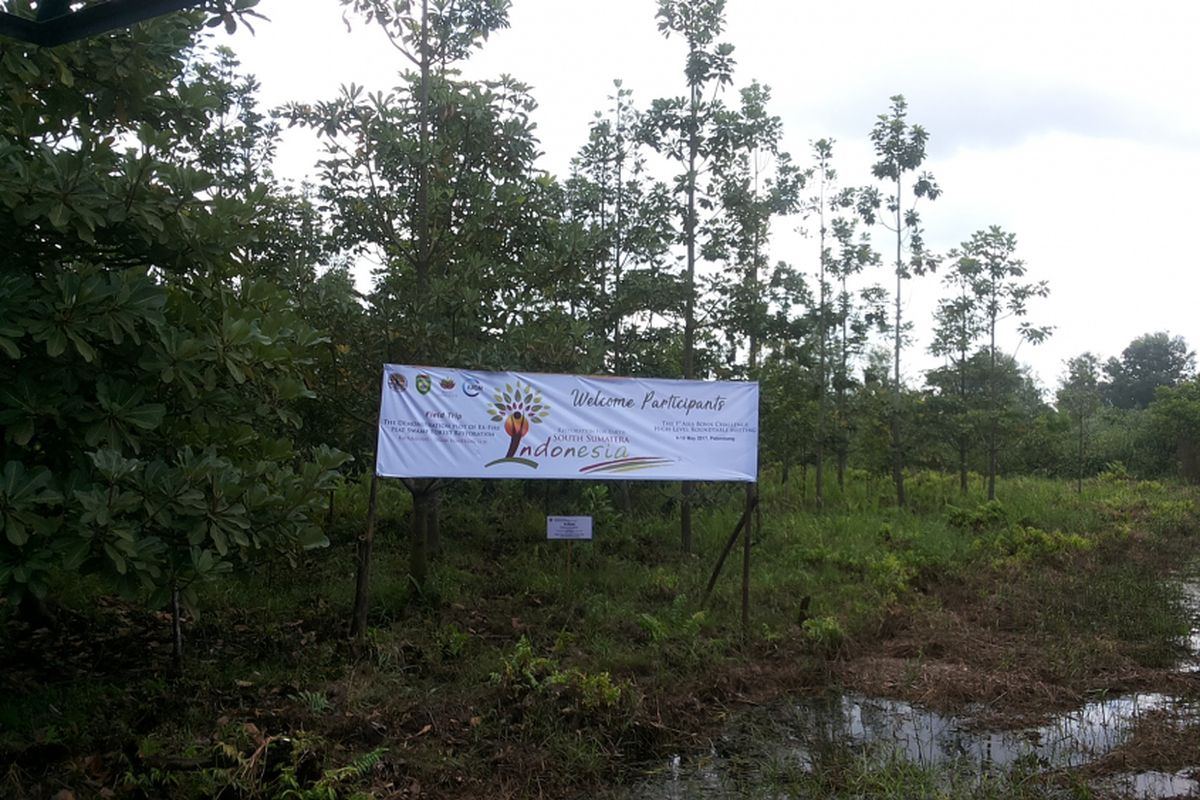 Area lahan gambut yang sudah direstorasi atau ditanami kembali di Desa Sepucuk, Kayuagung, Kabupaten Ogan Komering Ilir, Sumatera Selatan, Selasa (9/5/2017). Area lahan ini merupakan bagian dari kegiatan South Sumatera-Bonn Challenge Asia Pasific Regional High Level Roudtable Meeting yang diselenggarakan di Sumatera Selatan pada 9-10 Mei 2017.