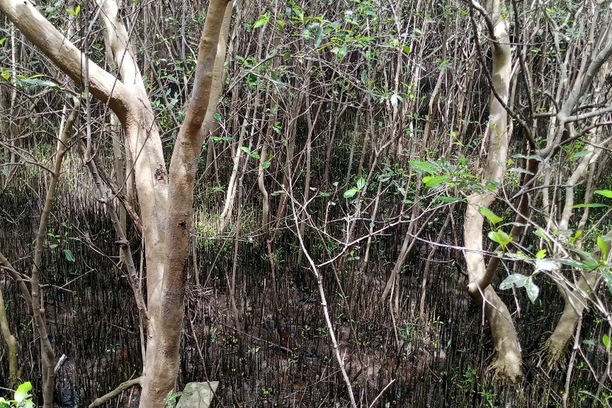 Hutan Mangrove Gunung Anyar tempat habitat kepiting dan udang di pesisir Surabaya, Jawa Timur.