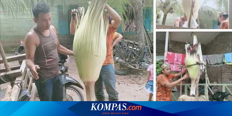 Foto Viral  Bunga  Bangkai Dalam Pot  Jadi Tontonan Warga 