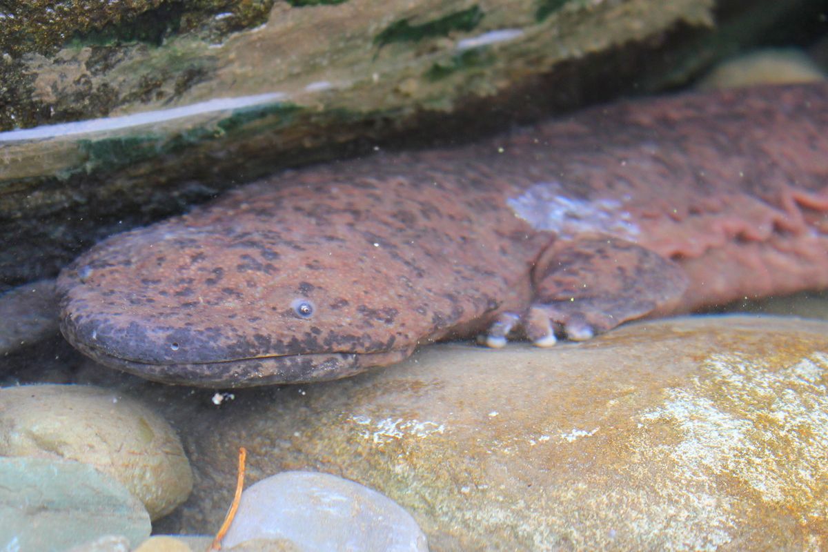 Salamander raksasa China dijuluki sebagai spesies amfibi terbesar di dunia. Spesies salamander raksasa China terancam punah, populasinya terus menurun akibat diburu untuk disantap sebagai makanan.