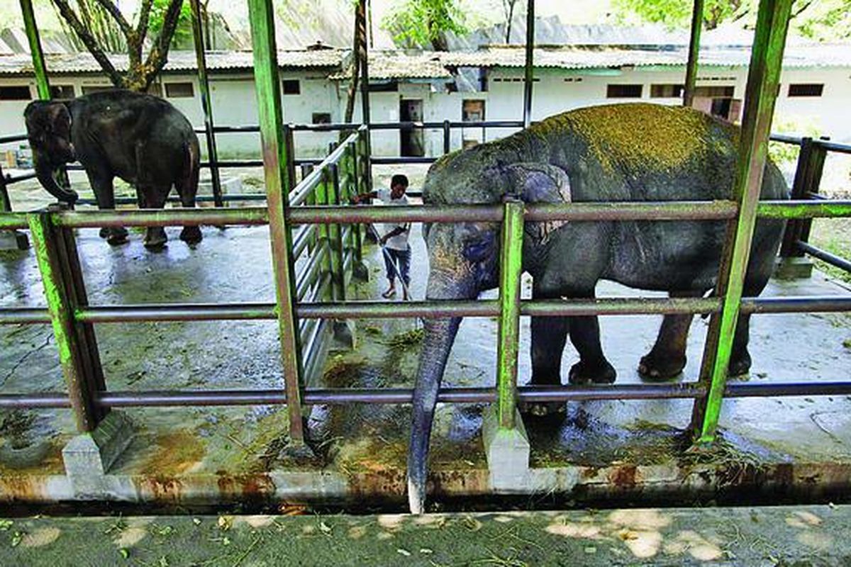Kebun Binatang Surabaya.