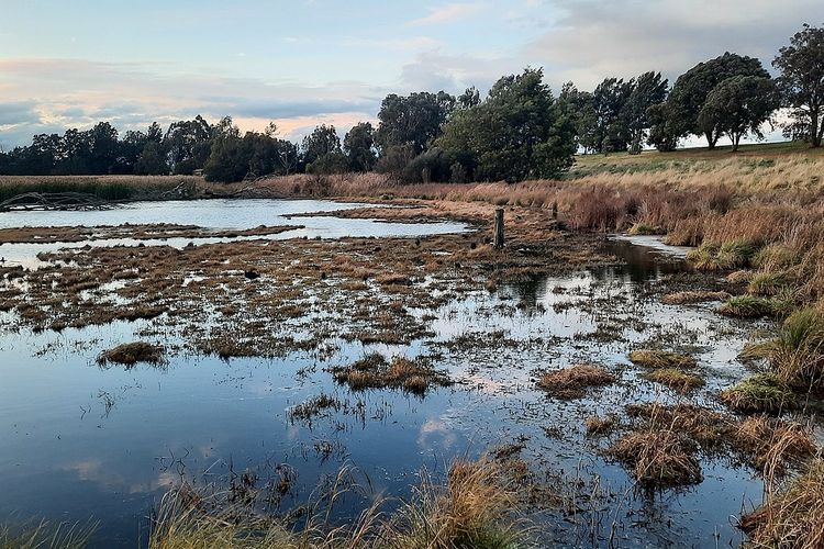 Ilustrasi lahan basah (wetlands).