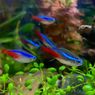 5 Cara Budi Daya Ikan Neon Tetra di Akuarium