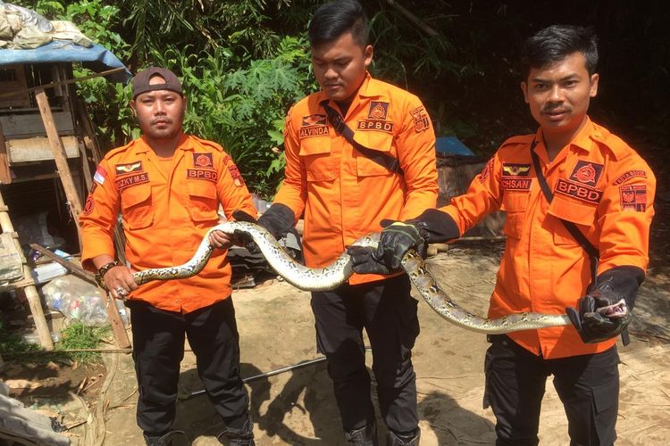 Seekor ular sanca masuk kandang ayam milik warga di Gang Mushola, Kelurahan Sindangbarang, Kota Bogor, Kamis (22/2/2024).