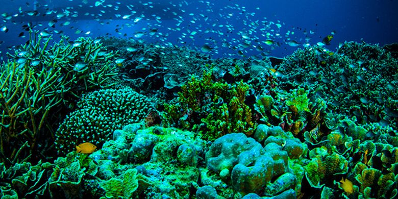 Bunaken National Park in Manado, North Sulawesi. 