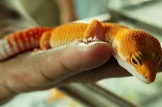 Pelihara Reptil di Rumah? Waspada Anak Terinfeksi Salmonella