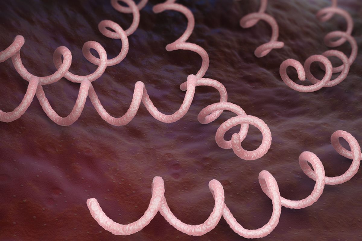 Bakteri Treponema pallidum penyebab penyakit sifilis