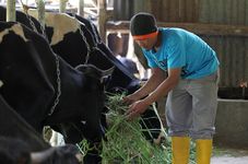 Learn to Milk a Cow at This Ecotourism Site in Jakarta, Indonesia