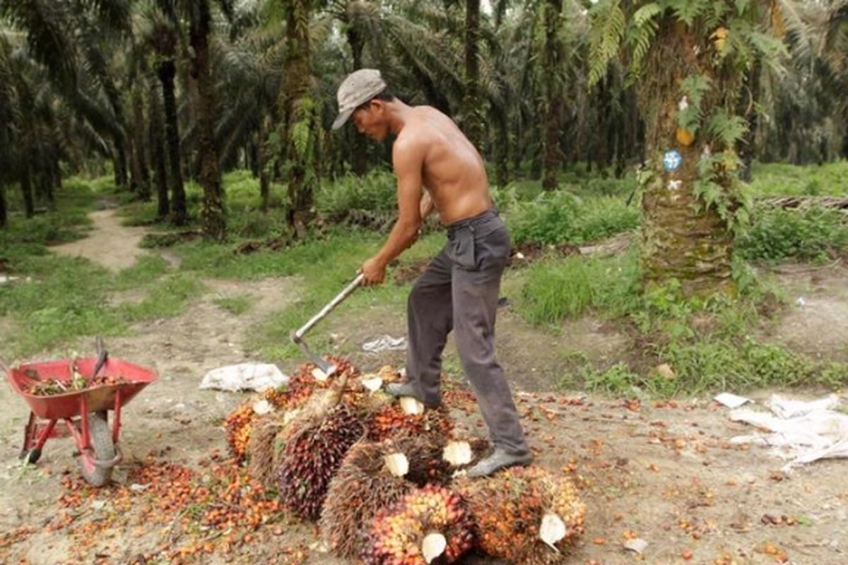 Ilustrasi perkebunan kelapa sawit. 