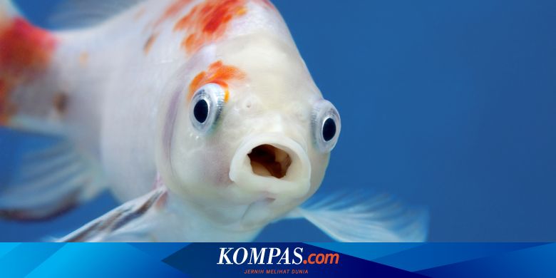 Tidak Memejamkan Mata Bagaimana Cara Ikan Tidur Halaman All Kompas Com