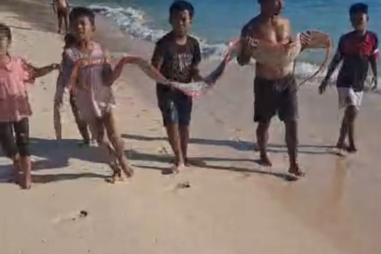 Warga Temukan Ikan Oarfish di Pantai Pink Lombok, Ini Penjelasan Kadis Kelautan