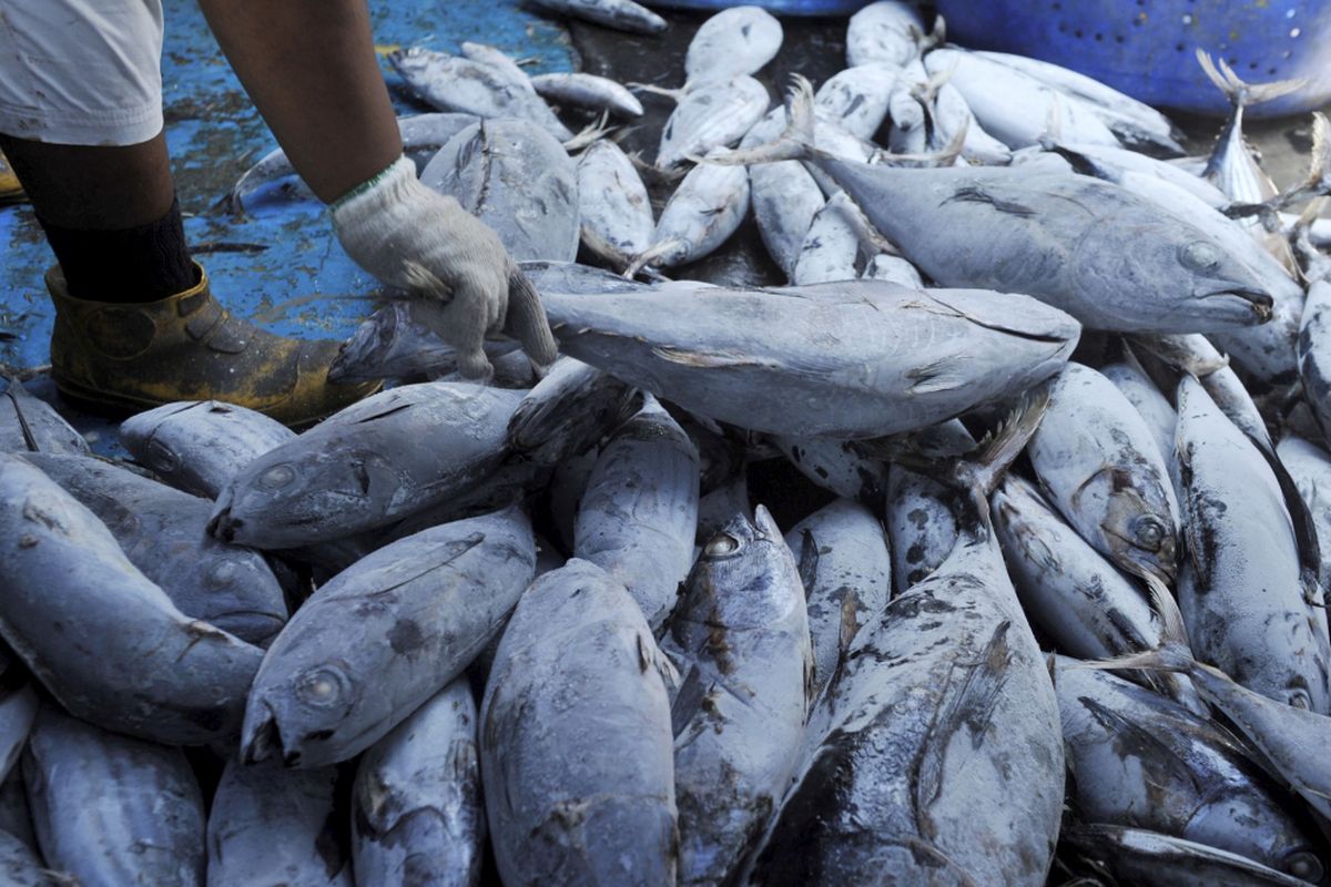 Ikan tangkapan nelayan dibongkar dari kapal di Pelabuhan Perikanan Samudra Nizam Zachman, Jakarta, Selasa (27/8/2013). Direktorat Jenderal Pengolahan dan Pemasaran Hasil Perikanan Kementerian
Kelautan dan Perikanan gencar melakukan upaya mendorong ekspor ikan hasil penangkapan.