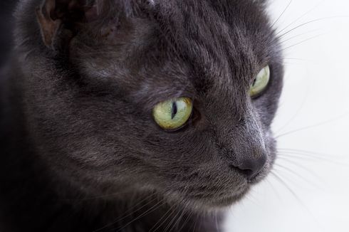 Alasan Kucing Punya Dua Titik Botak di Antara Mata dan Telinga