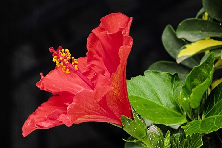 Tanaman bunga sepatu