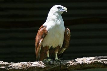 10 Fakta Unik Burung Elang Bondol, Sang Maskot Kota Jakarta