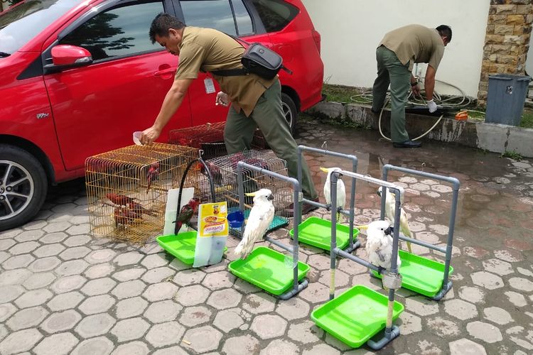 Petugas BBKSDA Sumut memberikan air kepada burung-burung dilindungi yang berhasil diamankan oleh Petugas Bea dan Cukai Belawan  dari aksi penyelundupan menggunakan kapal. 