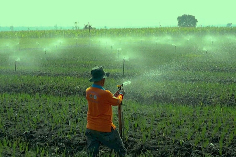 Profil Nganjuk, Penyangga Stok Pangan Nasional dengan 46 Ribu Hektar Lahan Pertanian
