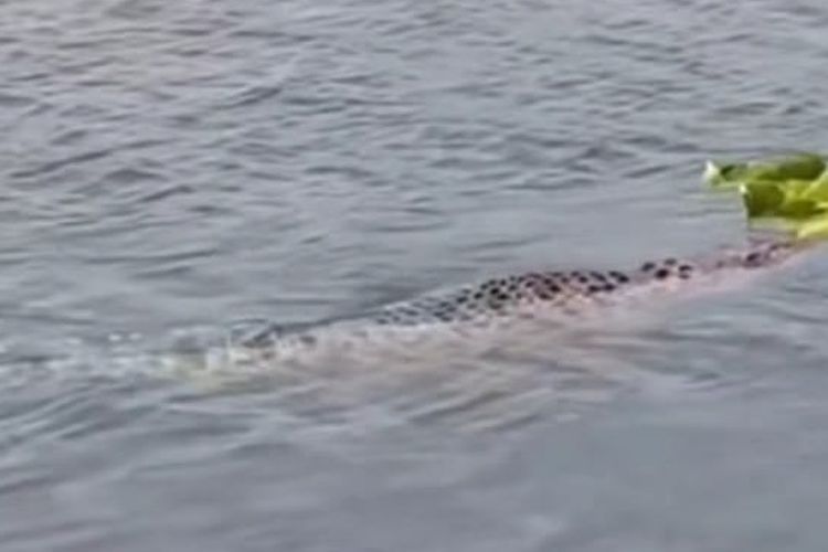 Buaya Muncul di Sungai Bengawan Solo Gresik, Warga: Sudah Biasa