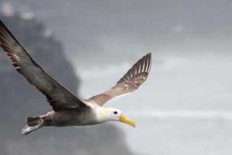 Burung Albatross Jadi Inspirator Pesawat Masa Depan