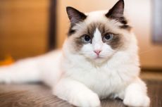 10 Ras Kucing dengan Usia Hidup Paling Lama, Tertarik Memeliharanya?