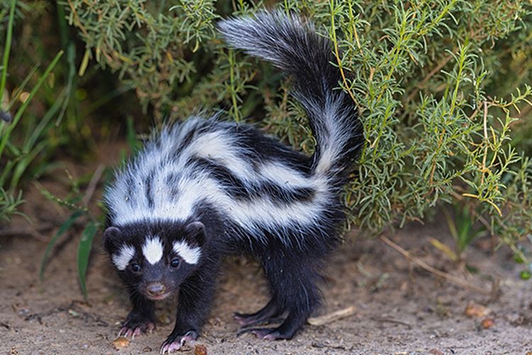 E45969 Striped polecat (Ictonyx striatus)