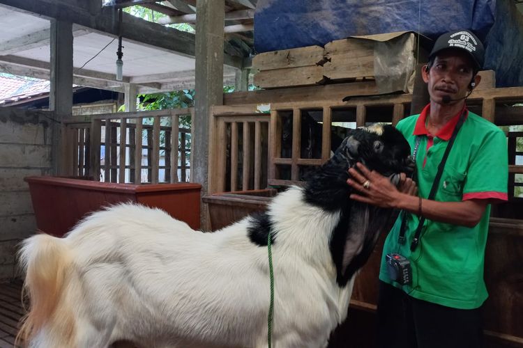 Salah satu peternak kambing ras Kaligesing yang sukses adalah Jemino (50). Ia adalah satu dari puluhan warga Desa Gunung Wangi, Kaligesing, Purworejo, Jawa Barat yang membudidayakan kambing ras Kaligesing.