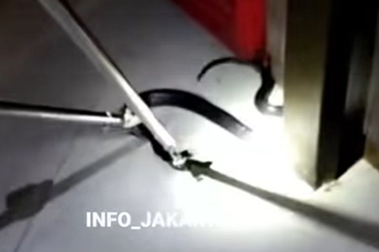 Tangkapan layar video evakuasi ular kobra yang masuk ke dalam kafe di kawasan Kemayoran, Senin (8/5/2023) malam. (Sumber: Instagram @info_jakartapusat)