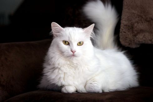 Perbedaan Kucing Anggora dan Persia, Mana yang Terbaik Dipelihara? 