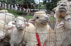 Harga Domba di Wonogiri Naik Jelang Idul Adha 2024, Capai Rp 100.000 per Kg