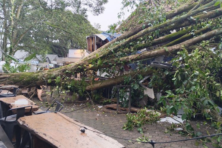 Cerita Pengendara Mobil Kaget Tertimpa Pohon 20 Meter Saat Hujan di Bandung