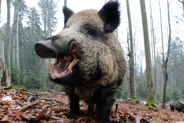  Ilustrasi babi hutan (Sus Scrofa)