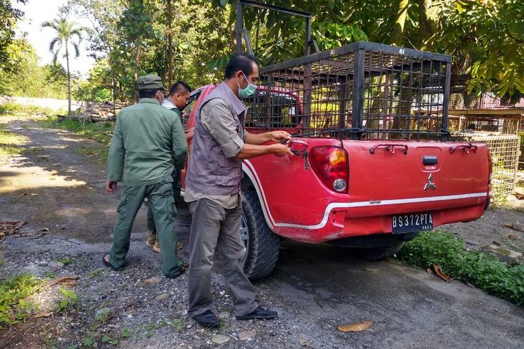 Tim BBKSDA Riau menyiapkan perangkap untuk menangani konflik harimau sumatera dan manusia di Kampung Teluk Lanus, Kecamatan Sungai Apit, Kabupaten Siak, Riau, Senin (30/8/2021).