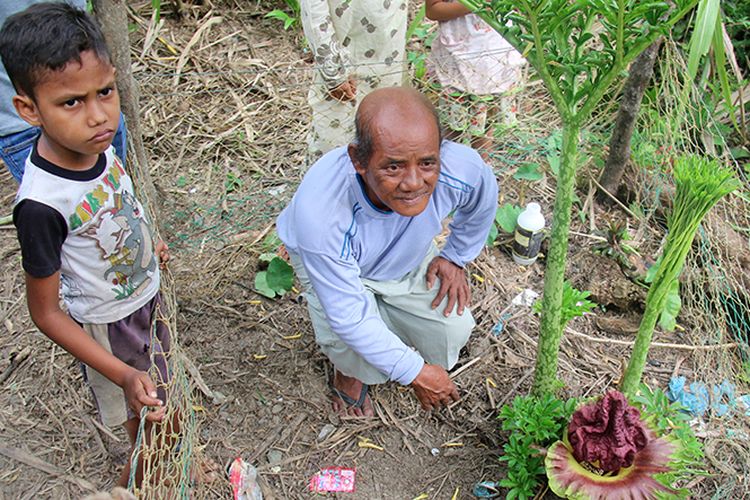 M Jana Jani (60) warga Desa Pungki Kecamatan Kawai XVI , Kabupaten Aceh Barat memperlihatkan bunga bangkai yang tumbuh di pekarangan rumahnya, Jumat (08/09/17)