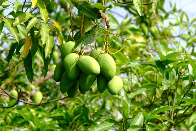 Ilustrasi mangga harum manis, pohon mangga harum manis, tanaman mangga.