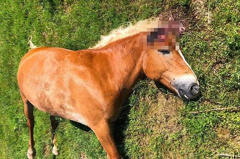Polisi Perancis Selidiki Kasus Horor 15 Kuda Dimutilasi secara Misterius
