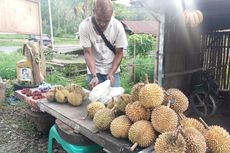 Nikmatnya Wisata Sambil Berburu Durian di Flores yang Digemari Turis