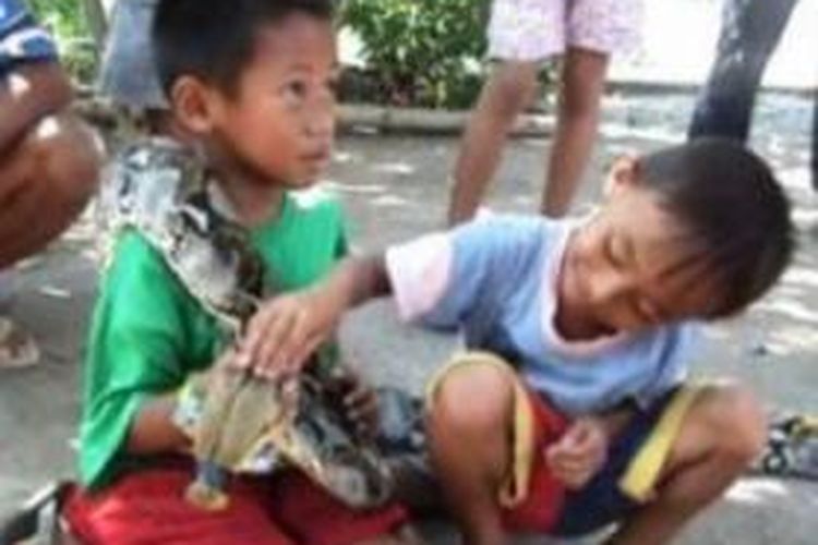 Seorang bocah sedang bermain dengan ular piton yang ditemukan warga, Kamis (15/5/2014)