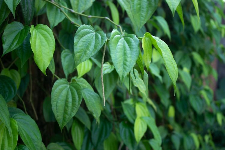 Ilustrasi daun sirih, tanaman sirih. 