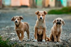 Dalam 2 Hari, 12 Orang di Dompu Jadi Korban Gigitan Anjing Liar