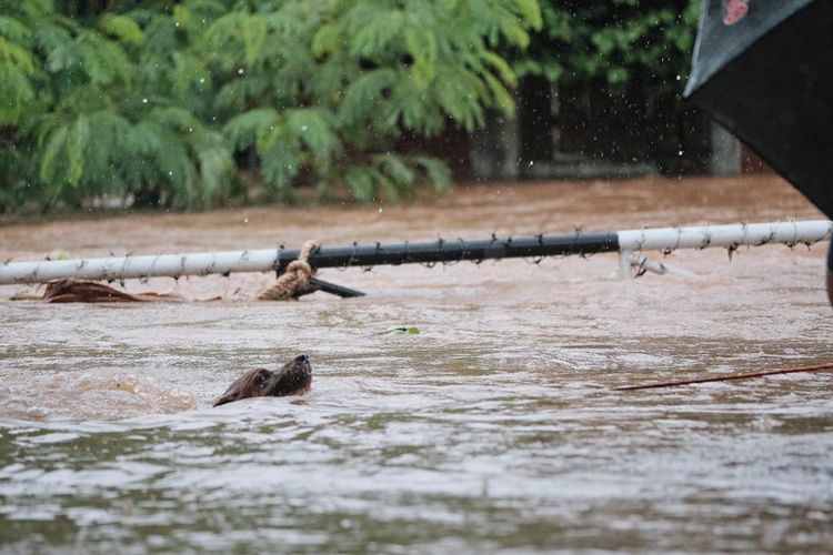 Seekor anjing sedang menuju ke tempat yang aman dengan bantuan tali setelah dibebaskan petugas