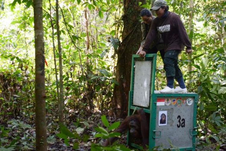 Foto dokumen Yayasan Borneo Orangutan Survival di Nyaru Menteng. Ini salah satu aksi pelepasliaran di masa lalu. Kali ini di aksi ke-16, BOS melepas liar 12 orangutan ke Taman Nasional Bukit Baka Bukin Raya (TNBBBR) di Kabupaten Katingan. 