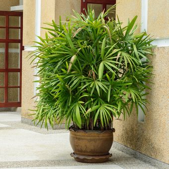 Ilustrasi tanaman lady palm.